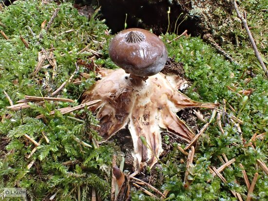 Geastrum pectinatum